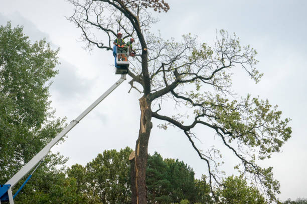 Residential Tree Removal